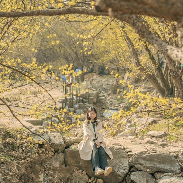 산수유꽃 가득한 이천 산수유마을 