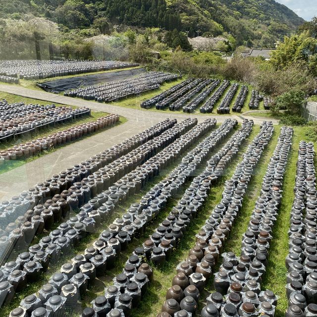 鹿児島県「桷志田」で壺畑見学と黒酢ランチ