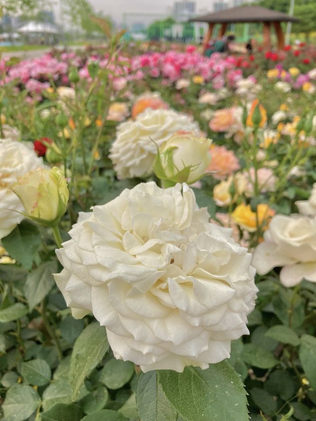 🌹장미의 계절 5월, 안양천 가족정원 장미원 나들이