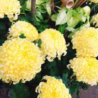 親子出遊好去處🌺🌸🌷 Shilin Residence Park (士林官邸公園) 🌹🌼🌻