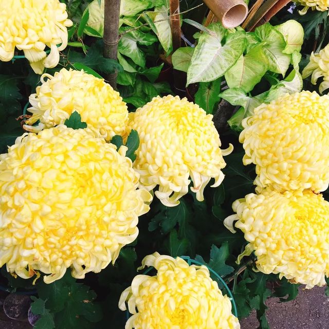 親子出遊好去處🌺🌸🌷 Shilin Residence Park (士林官邸公園) 🌹🌼🌻