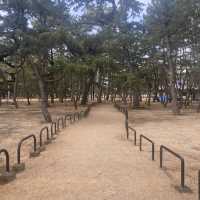 香川県の隠れた絶景スポット【津田の松原🌊🌲】