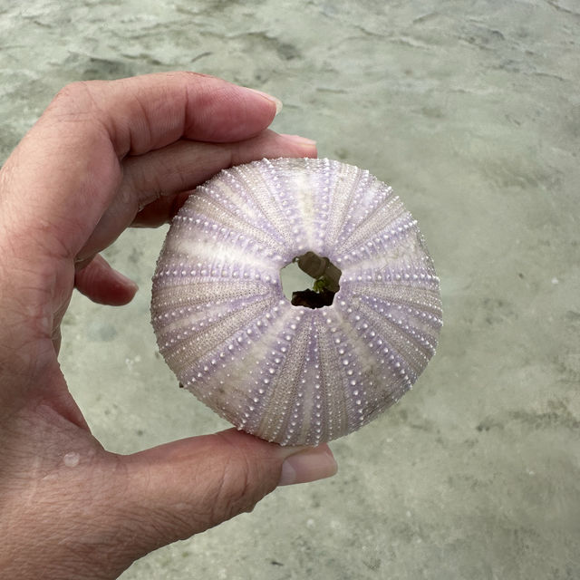 美麗的資生堂島