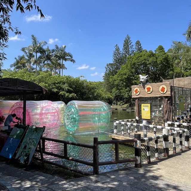 中國深圳｜野生動物園親親長頸鹿🦒小香豬🐷
