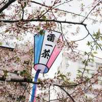 Sumida park 🌸