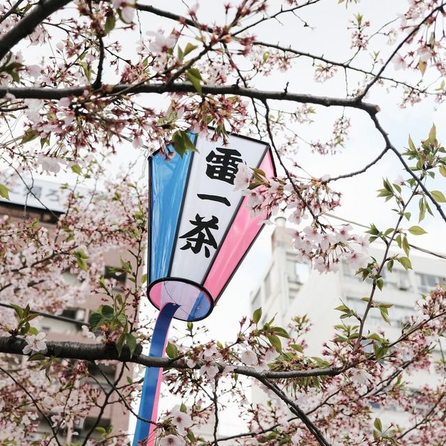 Sumida park 🌸
