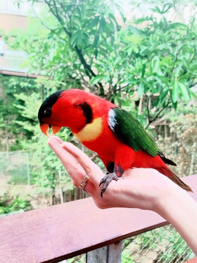 Mandai's Feathered Sanctuary - Bird Paradise