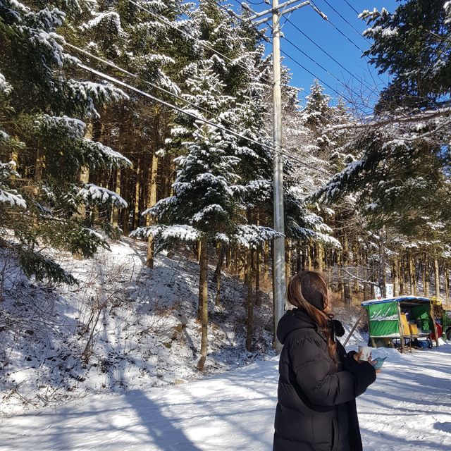 눈덮인 대관령 양떼목장❄️☃️❄️