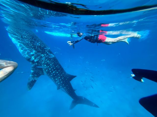 CEBU OSLOB - Swimming with Whale Shark