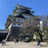 愛知旅行！絶対はずせない名古屋城