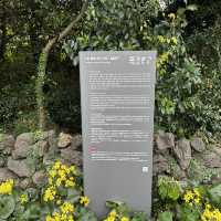 済州島の椿村で体験プログラムに参加してきました