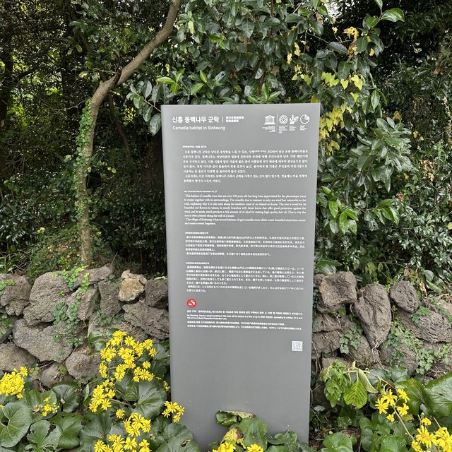 済州島の椿村で体験プログラムに参加してきました