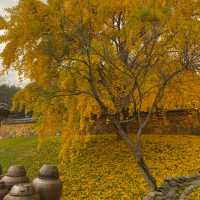 🍁논산 '명재고택'에서 한적하게 단풍 즐기기!🍁