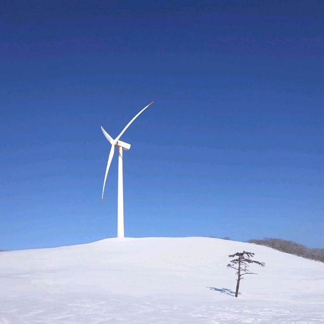 평창 백두대간 선자령, 놀라운 눈꽃의 아름다움