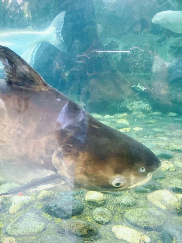 Manila Ocean Park 菲律賓馬尼拉