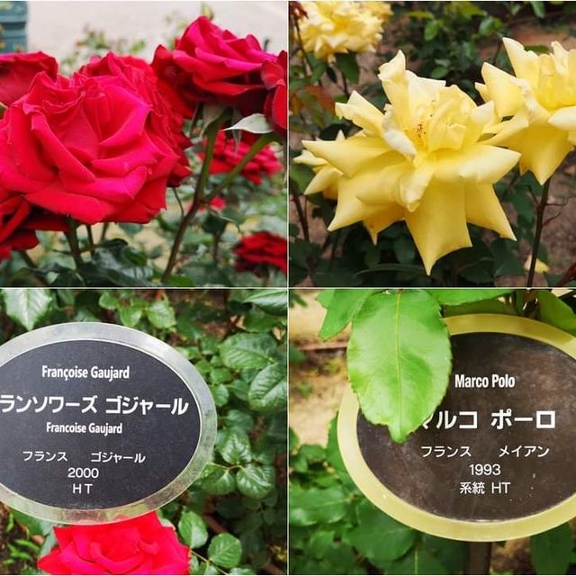 Nakanoshima Rose Garden