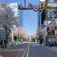Sinchon in Bloom: A Cherry Blossom Wonderland