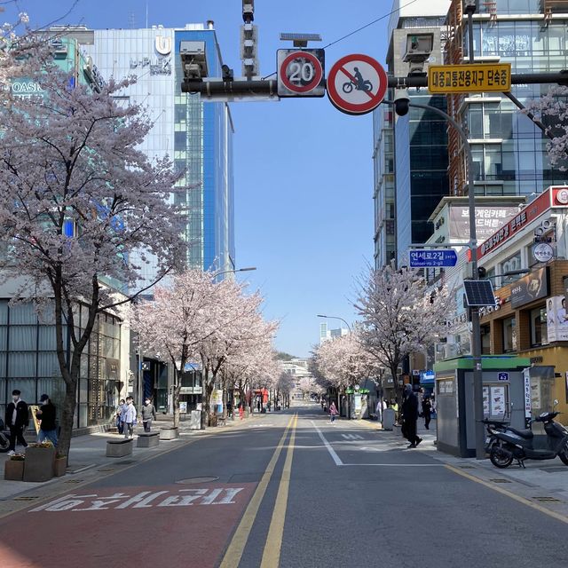 Sinchon in Bloom: A Cherry Blossom Wonderland