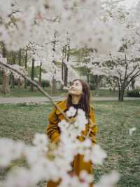 A less crowded cherry blossoms viewing park