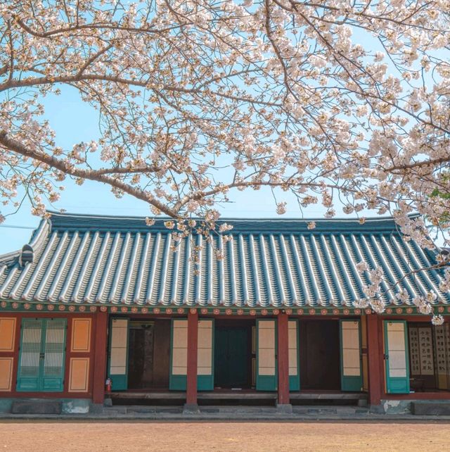 제주에서 봄&겨울 산책하기 좋은  곳"삼성혈"