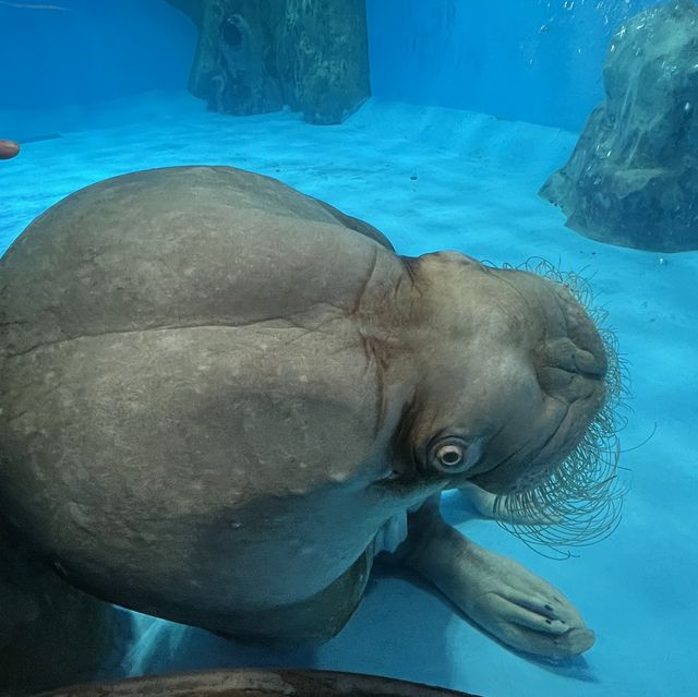海洋公園：北極之旅