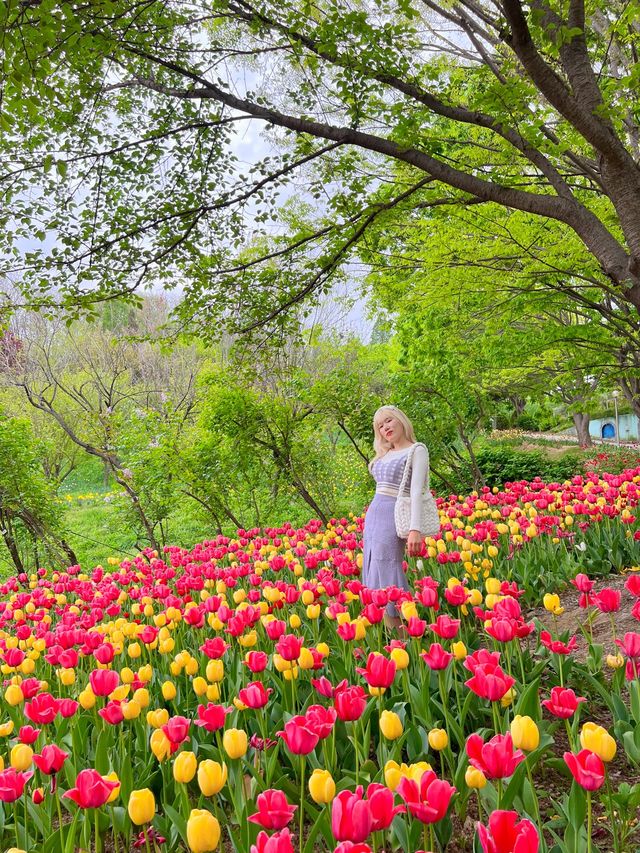 알록달록 너무 예쁜 튤립 스팟🌷