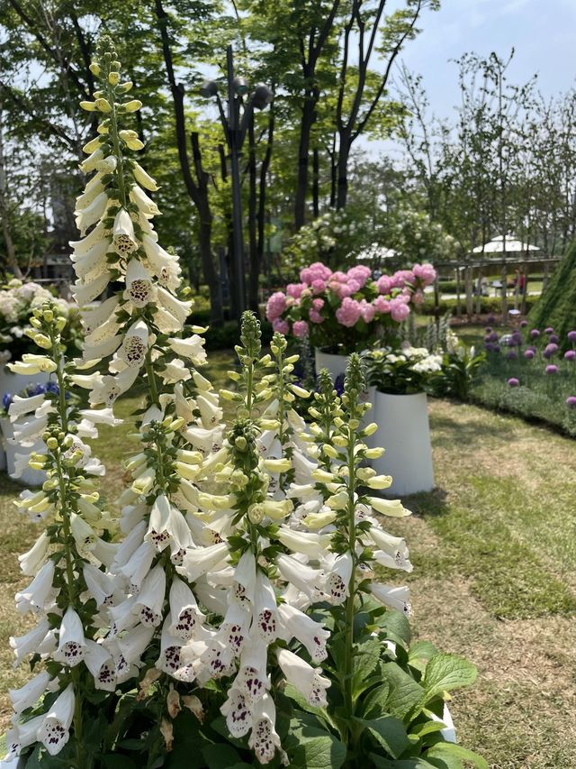 잠실 베르테르의 정원에서 꽃구경 어때요💜