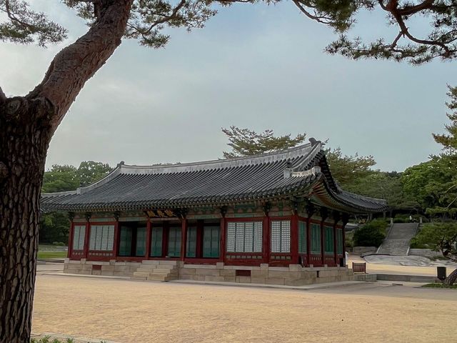  [창경궁]  서울 도심 속 고궁 나들이