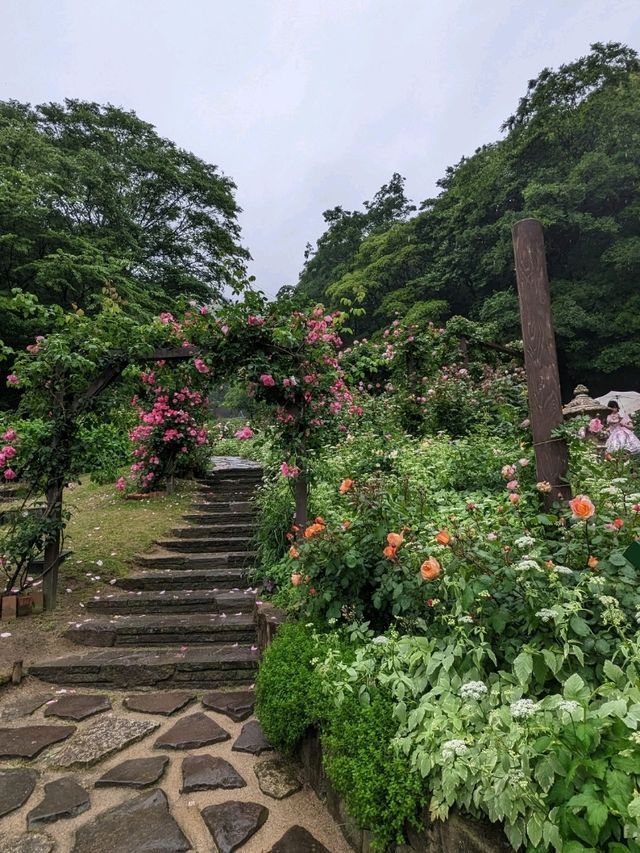 【雨の日で幻想的なハーブ園】神戸布引ハーブ園