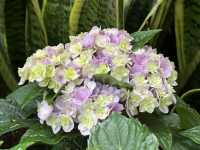 香港賞花｜九龍公園｜今年最後一輯繡球花照片