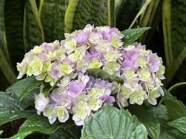 香港賞花｜九龍公園｜今年最後一輯繡球花照片