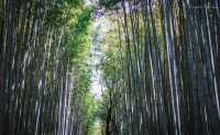 Arashiyama Bamboo Grove & Togetsu-kyo Bridge