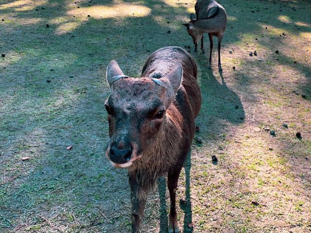 สวนกวางนารา Nara Park 🦌