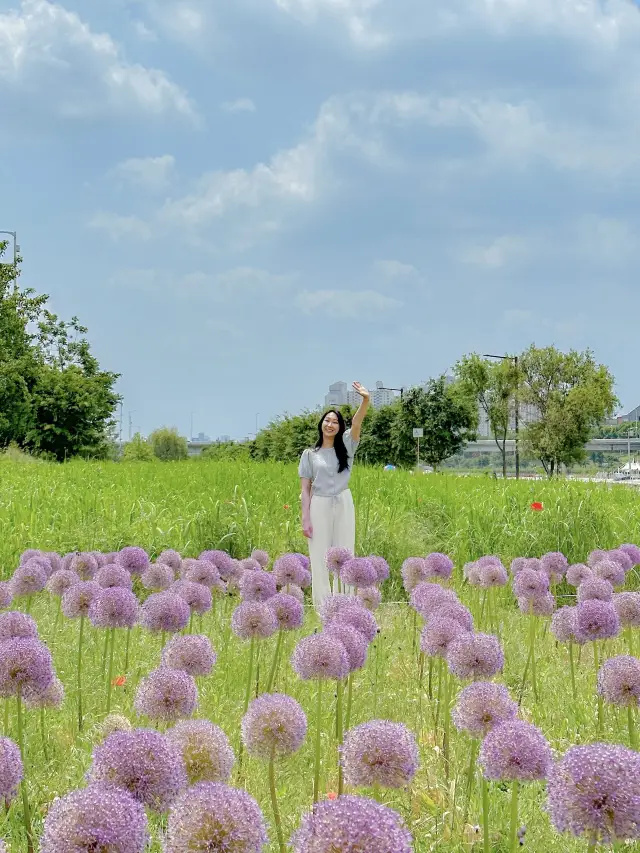 알리움을 아시나요?💜