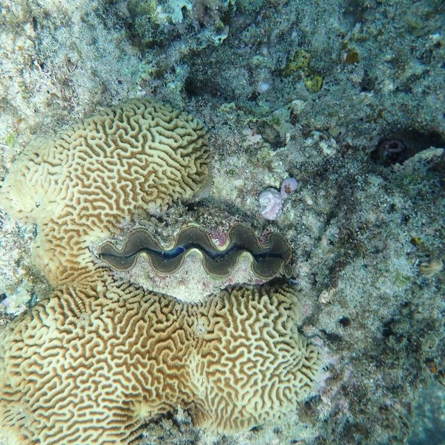 與海龜共舞🐢｜小琉球花瓶岩