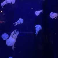 【沖縄】絶対に行きたい！美ら海水族館