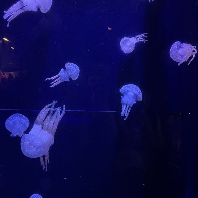 【沖縄】絶対に行きたい！美ら海水族館