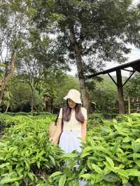 Araksa Tea Garden | Chiang Mai🌿