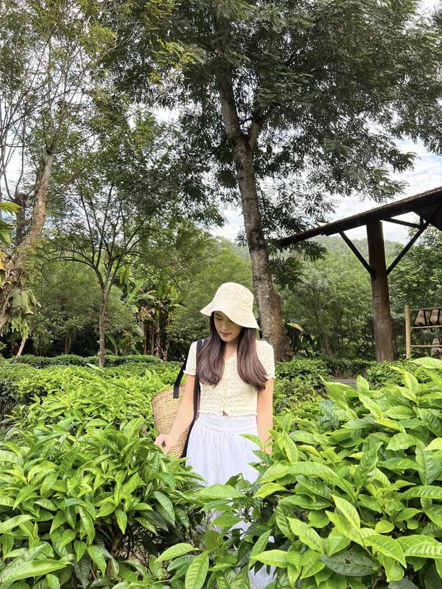 Araksa Tea Garden | Chiang Mai🌿