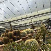 Cameron highlands must see~Cactus valley 