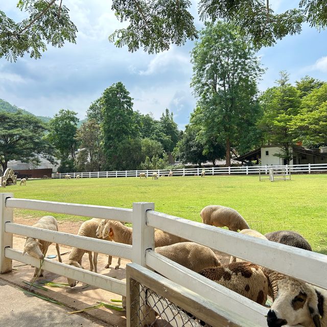 The Scenery Vintage Farm.