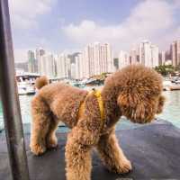 Boat Tour at Ap Lei Chau in Hong Kong