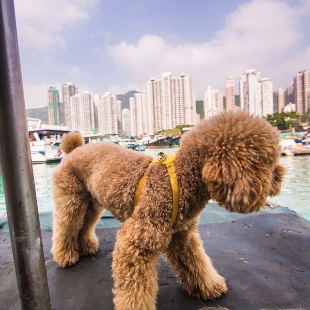 Boat Tour at Ap Lei Chau in Hong Kong