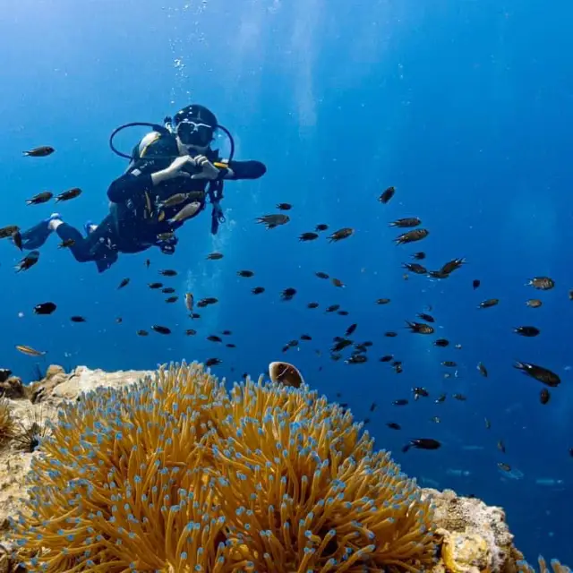 Lặn biển ở Koh Tao 🤿 #lặnbiển