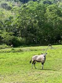 Animal Encounter at Cebu Safari