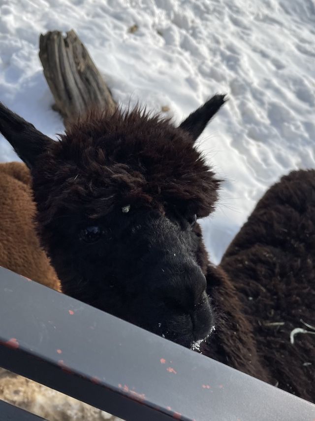 Day trip from Seoul to meet the Alpacas 🦙🦙