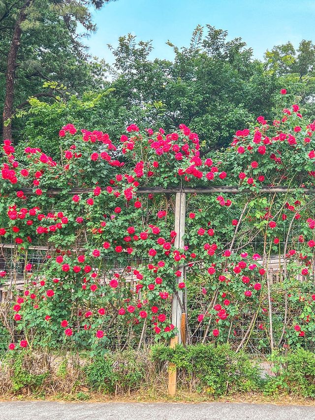 어린이대공원에 위치한 장미스팟🌹