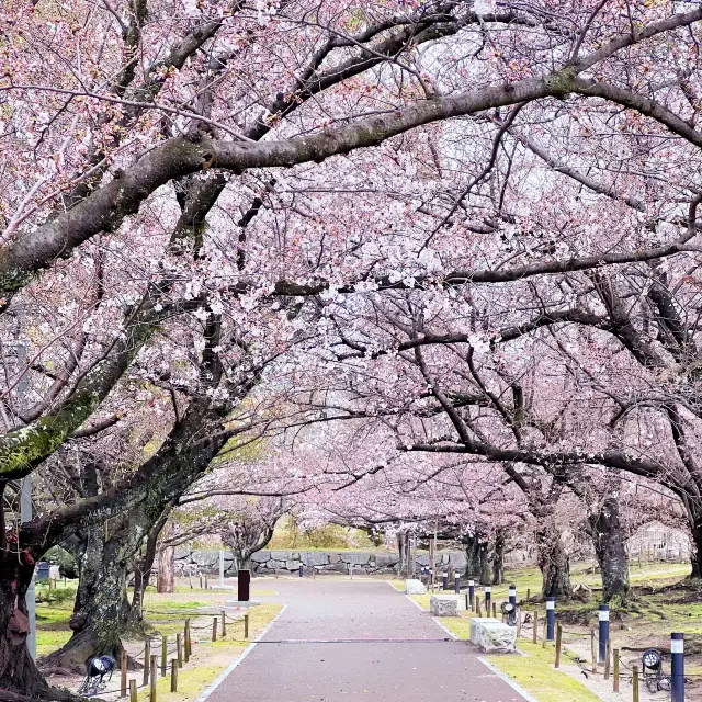 日本福岡🌸賞櫻