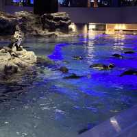 水母主打～墨田水族館