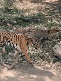Safari Park กาญจนบุรี 